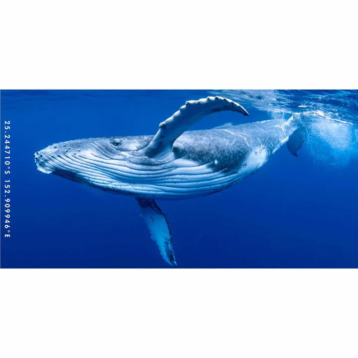 Destination Towels Whale Wave Summer Sand Free Beach Towel